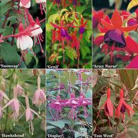 Complete Hardy Fuchsia garden ready collection - 6 varieties