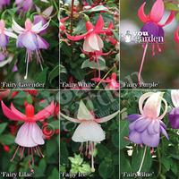 Compact Fuchsia \'Flower Fairy\' collection - 12 plugs