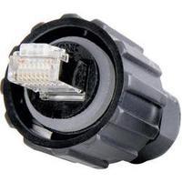 Conec 17-100464 RJ45 Plug, mount