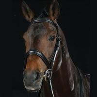 Collegiate Cavesson Bridle