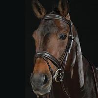 Collegiate Flash Bridle