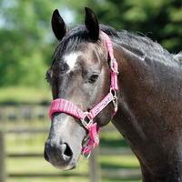 cottage craft craft candy stripe headcollar