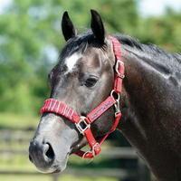 Cottage Craft Craft Candy Stripe Headcollar