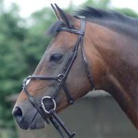 Cottage Craft Westminster Grackle Bridle