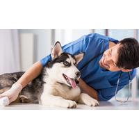 CPD Certified Veterinary Nursing - Level 2 Course