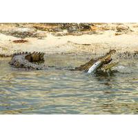 Crocodile Adventure Boat Tour in Cancun