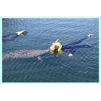 Crystal River Manatee Swim