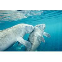 Crystal River Manatee Swim from Orlando