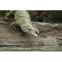 crocodile river cruise from jaco