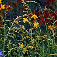 Crocosmia \'George Davison\' - 1...