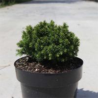 Cryptomeria japonica \'Compressa\' (Large Plant) - 1 x 3 litre potted cryptomeria plant