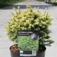 cryptomeria japonica vilmorin gold large plant 2 x 3 litre potted cryp ...