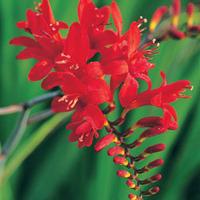 Crocosmia \'Lucifer\' - 10 croco...
