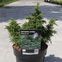 Cryptomeria japonica \'Yokohama\' (Large Plant) - 1 x 3 litre potted cryptomeria plant