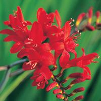 crocosmia lucifer large plant 1 x 1 litre potted crocosmia plant