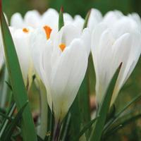 crocus joan of arc 40 crocus bulbs