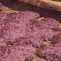 Creeping Thyme (Large Plant) - 2...
