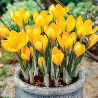 Crocus \'Yellow Mammoth\' - 80 crocus bulbs