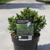Cryptomeria japonica \'Vilmoriniana\' (Large Plant) - 1 x 3 litre potted cryptomeria plant
