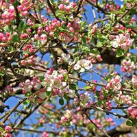 Crab apple (Hedging) - 1 bare root hedging plant