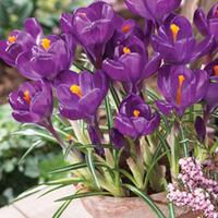 Crocus \'Flower Record\' - 80 crocus bulbs