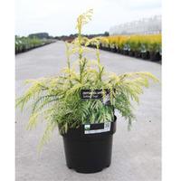 Cryptomeria japonica \'Sekkan-sugi\' (Large Plant) - 2 x 3 litre potted cryptomeria plants