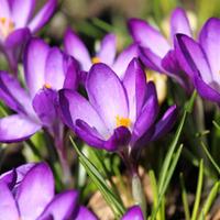 Crocus \'Ruby Giant\' - 75 crocus bulbs