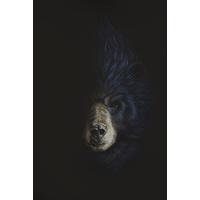 crested black bear by dylan floyd