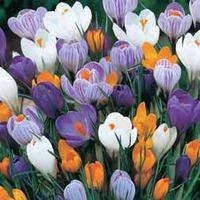 Crocus \'Dutch Large Flowering\' (Spring Flowering) - 40 crocus bulbs - Yellow