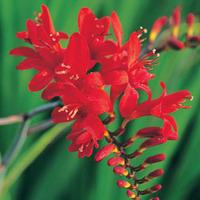 Crocosmia \'Red\' - 10 crocosmia...