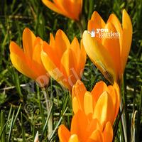 Crocus Large flowered Yellow Size:7+ pack of 20 bulbs