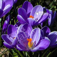 crocus large flowered blue size7 pack of 20 bulbs