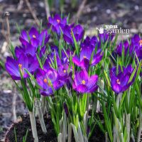 Crocus Ruby Giant Size:5/7 pack of 40 bulbs