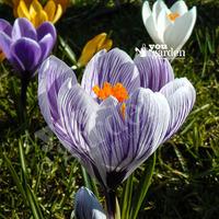 crocus large flowered striped size7 pack of 20 bulbs