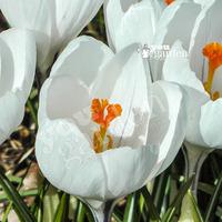 crocus large flowered white size7 pack of 20 bulbs