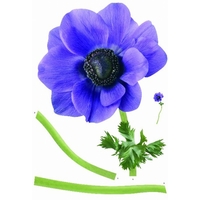 creative wall art stickers large anemone sticker 160802