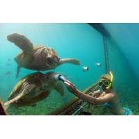 Curacao Shore Excursion: Animal Encounter and Snorkel Tour