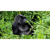 Culture & Wildlife of Uganda & Rwanda