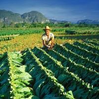 Cuba Uncovered