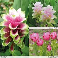 Curcuma Collection - 1 Curcuma \...