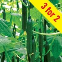 Cucumber Supremo Mini & Tasty F1 3 Plants 9cm Pot