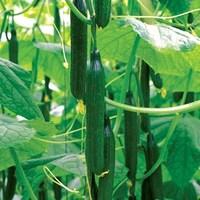 Cucumber Supremo Mini & Tasty F1 1 Plant 9cm Pot
