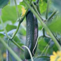 Cucumber \'Burpless Tasty Green\' F1 Hybrid (Seeds) - 1 packet (10 cucumber seeds)