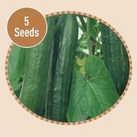 Cucumber Femspot F1 5 Seeds