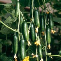 Cucumber \'Cucino\' F1 Hybrid - 3 cucumber plants in 5cm pots