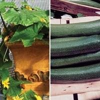 Cucumber & Courgette 6 Large Plants