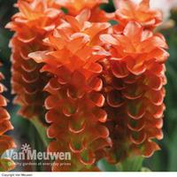 Curcuma roscoeana - 1 curcuma rh...