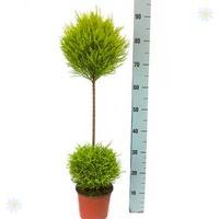 cupressus goldcrest duo ball topiary tree 90cm single