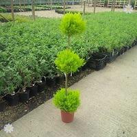 cupressus goldcrest trio ball topiary tree 12m
