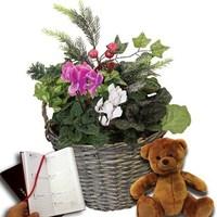 Cyclamen with Foilage 1 Pre-Planted Christmas Basket plus Teddy Bear and Diary